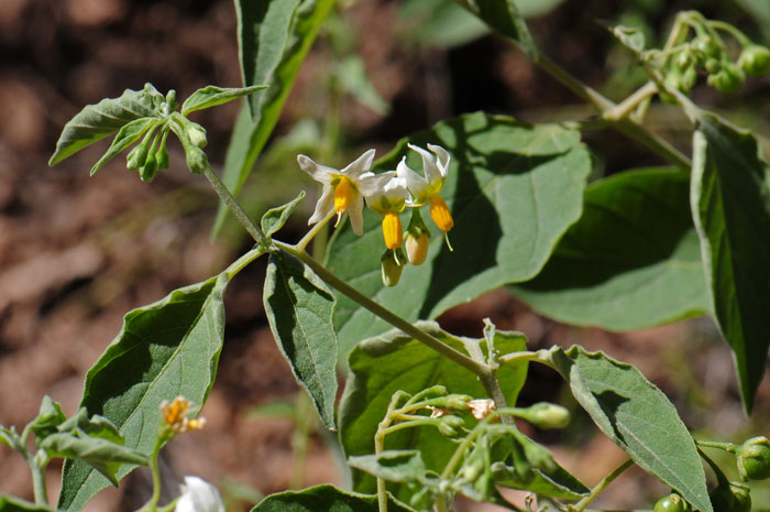 American Black Nightshade leaves are arranged on stems alternately or sub-oppositely; leaf size and shape is variable and leaves may grow up to 4 inches or so. Solanum americanum 